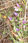 Catesby's gentian